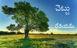 చెట్టు