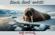 చేపలను వేటాడే ‘వాల్‌రస్’