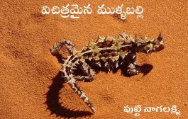 విచిత్రమైన ముళ్ళబల్లి