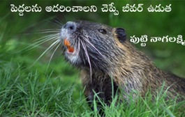 పెద్దలను ఆదరించాలని చెప్పే బీవర్ ఉడుత
