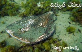 విద్యుత్ చేపలు