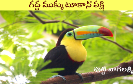గద్ద ముక్కు టూకాన్ పక్షి