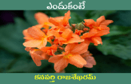 ఎందుకంటే