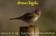 పాటల పిట్టకు