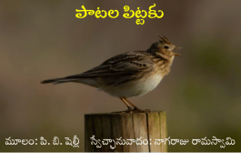 పాటల పిట్టకు