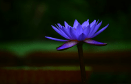 జ్ఞానమార్గం