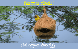 గిజిగాని గూడు!